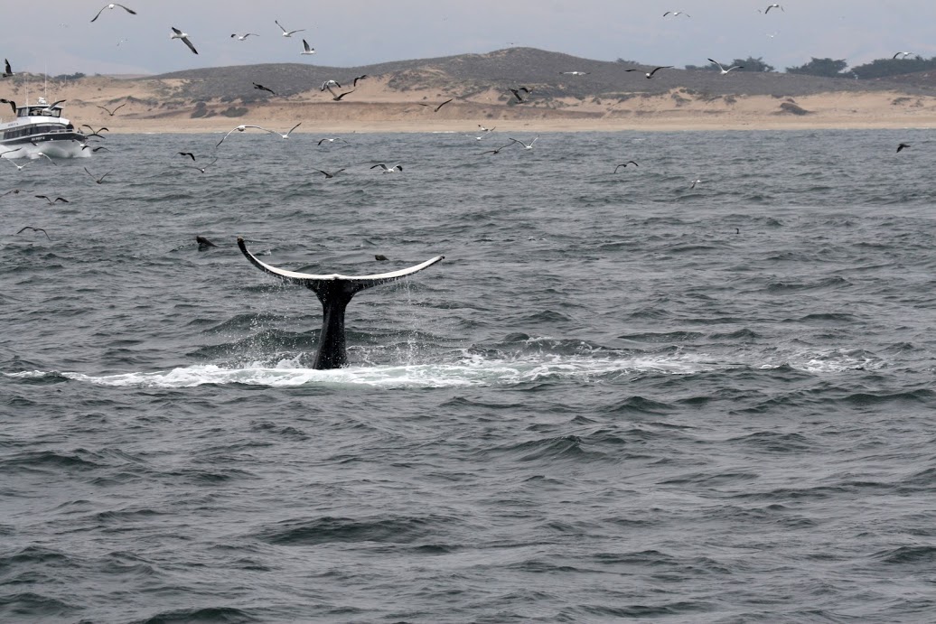 Fluke whale boat VIYS Nicole Capps 