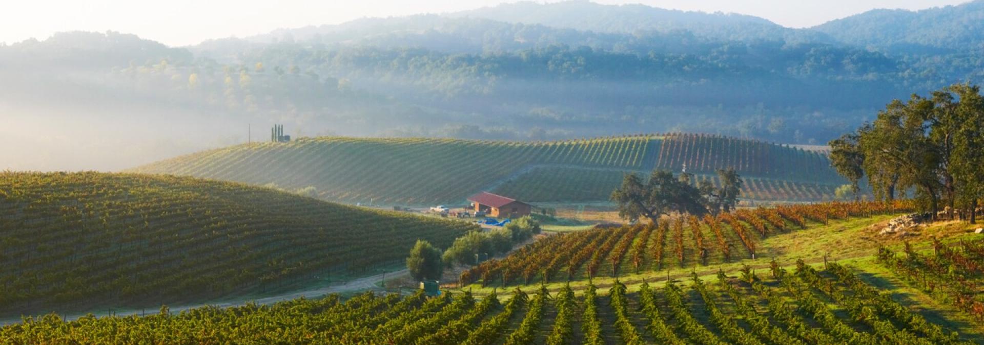 Vineyard in Paso